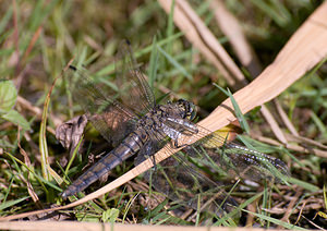 Orthetrum cancellatum (Libellulidae)  - Orthétrum réticulé - Black-tailed Skimmer Nord [France] 22/08/2009 - 20m