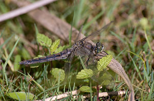 Orthetrum cancellatum (Libellulidae)  - Orthétrum réticulé - Black-tailed Skimmer Nord [France] 22/08/2009 - 20m