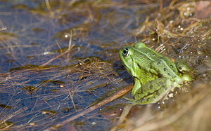 Pelophylax kl. esculentus (Ranidae)  - Grenouille verte, Grenouille commune - Edible Frog Ath [Belgique] 22/08/2009 - 70m