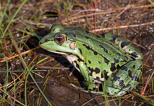 Pelophylax kl. esculentus (Ranidae)  - Grenouille verte, Grenouille commune - Edible Frog Ath [Belgique] 22/08/2009 - 70m