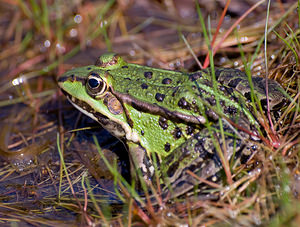 Pelophylax lessonae (Ranidae)  - Grenouille de Lessona - Pool Frog Ath [Belgique] 22/08/2009 - 70m