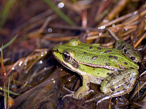 Pelophylax lessonae (Ranidae)  - Grenouille de Lessona - Pool Frog Ath [Belgique] 22/08/2009 - 70m