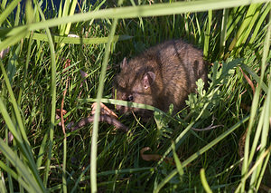 Rattus norvegicus (Muridae)  - Surmulot, Rat dégout - Brown Rat Nord [France] 22/08/2009 - 20m