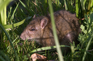 Rattus norvegicus (Muridae)  - Surmulot, Rat dégout - Brown Rat Nord [France] 22/08/2009 - 20m