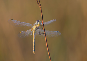 Sympetrum fonscolombii (Libellulidae)  - Sympétrum de Fonscolombe - Red-veined Darter Meuse [France] 30/08/2009 - 340m