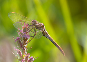 Sympetrum meridionale (Libellulidae)  - Sympétrum méridional - Southern Darter Marne [France] 29/08/2009 - 150m