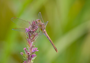 Sympetrum meridionale (Libellulidae)  - Sympétrum méridional - Southern Darter Marne [France] 29/08/2009 - 150m