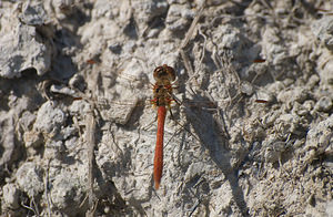 Sympetrum meridionale (Libellulidae)  - Sympétrum méridional - Southern Darter Marne [France] 29/08/2009 - 160m