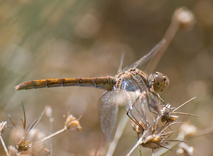 Sympetrum meridionale (Libellulidae)  - Sympétrum méridional - Southern Darter Marne [France] 29/08/2009 - 160m