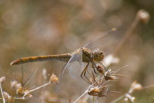 Sympetrum meridionale (Libellulidae)  - Sympétrum méridional - Southern Darter Marne [France] 29/08/2009 - 160m