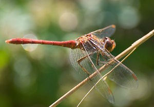 Sympetrum meridionale Sympétrum méridional Southern Darter