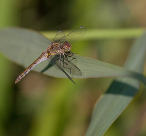 Sympetrum striolatum (Libellulidae)  - Sympétrum fascié - Common Darter Nord [France] 22/08/2009 - 20m