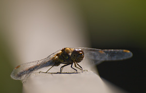 Sympetrum striolatum (Libellulidae)  - Sympétrum fascié - Common Darter Nord [France] 22/08/2009 - 20m