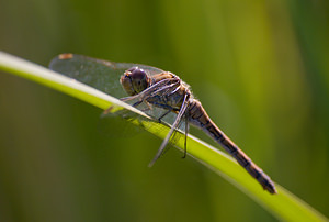 Sympetrum striolatum (Libellulidae)  - Sympétrum fascié - Common Darter Nord [France] 22/08/2009 - 20m