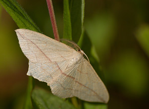 Timandra comae (Geometridae)  - Timandre aimée - Blood-vein Marne [France] 29/08/2009 - 150m