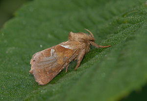 Triodia sylvina (Hepialidae)  - Sylvine Nord [France] 10/08/2009 - 40msujet un peu abim?: il lui manque des ?cailles ? l'arri?re des ailes.