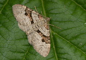 Xanthorhoe designata (Geometridae)  - Désignée - Flame Carpet Nord [France] 09/08/2009 - 40m