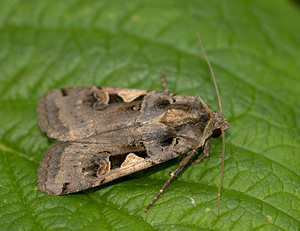 Xestia c-nigrum (Noctuidae)  - C-noir - Setaceous Hebrew Character Nord [France] 09/08/2009 - 40m