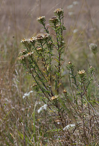 Carlina vulgaris (Asteraceae)  - Carline commune, Chardon doré - Carline Thistle Pas-de-Calais [France] 05/09/2009 - 70m