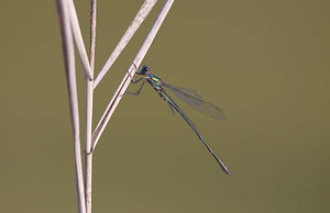 Chalcolestes viridis (Lestidae)  - Leste vert - Green Emerald Damselfly Ath [Belgique] 19/09/2009 - 60m