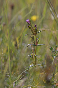 Gentianella uliginosa (Gentianaceae)  - Gentianelle des marais, Gentianelle des fanges, Gentiane des marais, Gentiane des fanges - Dune Gentian Nord [France] 12/09/2009 - 10m