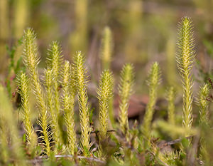 Lycopodiella inundata (Lycopodiaceae)  - Lycopode des tourbières, Lycopode inondé - Marsh Clubmoss Nord [France] 19/09/2009 - 40m