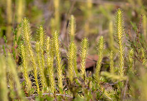Lycopodiella inundata (Lycopodiaceae)  - Lycopode des tourbières, Lycopode inondé - Marsh Clubmoss Nord [France] 19/09/2009 - 40m