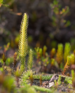 Lycopodiella inundata (Lycopodiaceae)  - Lycopode des tourbières, Lycopode inondé - Marsh Clubmoss Ath [Belgique] 19/09/2009 - 60m