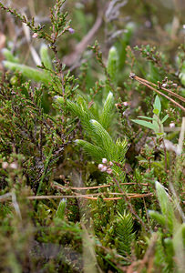 Lycopodium clavatum (Lycopodiaceae)  - Lycopode en massue, Éguaire - Stag's-horn Clubmoss Nord [France] 19/09/2009 - 30m