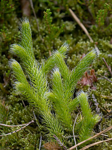 Lycopodium clavatum (Lycopodiaceae)  - Lycopode en massue, Éguaire - Stag's-horn Clubmoss Nord [France] 19/09/2009 - 30m