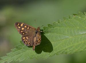 Pararge aegeria (Nymphalidae)  - Tircis, Argus des Bois, Égérie - Speckled Wood Pas-de-Calais [France] 05/09/2009 - 30m