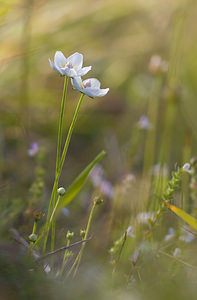 Parnassia palustris (Celastraceae)  - Parnassie des marais, Hépatique blanche - Grass-of-Parnassus Pas-de-Calais [France] 12/09/2009 - 110m