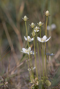 Parnassia palustris (Celastraceae)  - Parnassie des marais, Hépatique blanche - Grass-of-Parnassus Nord [France] 12/09/2009 - 10m