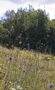 Scabiosa columbaria (Caprifoliaceae)  - Scabieuse colombaire, oeil-de-perdrix - Small Scabious Pas-de-Calais [France] 05/09/2009 - 70m