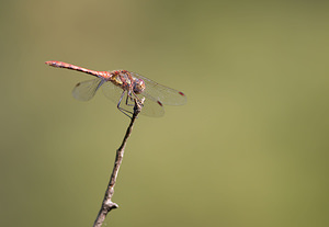 Sympetrum striolatum (Libellulidae)  - Sympétrum fascié - Common Darter Ath [Belgique] 19/09/2009 - 60m