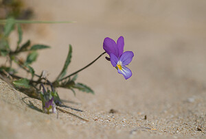 Viola tricolor subsp. curtisii (Violaceae)  - Violette de Curtis, Pensée de Curtis Nord [France] 12/09/2009