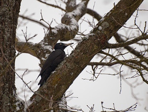 Dryocopus martius (Picidae)  - Pic noir Meuse [France] 10/01/2010 - 230m