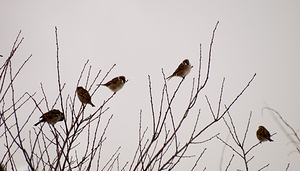 Passer montanus (Passeridae)  - Moineau friquet - Eurasian Tree Sparrow Meuse [France] 10/01/2010 - 230m