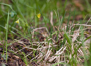 Gagea lutea (Liliaceae)  - Gagée jaune, Gagée des bois, Étoile jaune, Ornithogale jaune - Yellow Star-of-Bethlehem  [France] 28/03/2010 - 220m