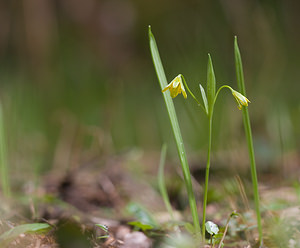 Gagea lutea Gagée jaune, Gagée des bois, Étoile jaune, Ornithogale jaune Yellow Star-of-Bethlehem