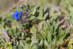 Alkanna matthioli (Boraginaceae)  - Orcanette de Matthiole, Orcanette des teinturiers, Orcanette tinctoriale - Dyer's Alkanet Haut-Ampurdan [Espagne] 05/04/2010 - 10m