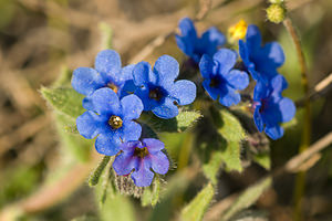 Alkanna matthioli (Boraginaceae)  - Orcanette de Matthiole, Orcanette des teinturiers, Orcanette tinctoriale - Dyer's Alkanet Haut-Ampurdan [Espagne] 05/04/2010 - 10m