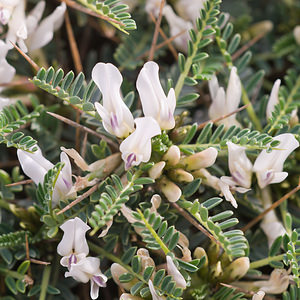 Astragalus tragacantha (Fabaceae)  - Astragale de Marseille, Coussin-de-belle-mère Bas-Ampurdan [Espagne] 06/04/2010