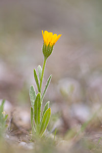 Calendula arvensis (Asteraceae)  - Souci des champs, Gauchefer - Field Marigold Aude [France] 11/04/2010 - 50m