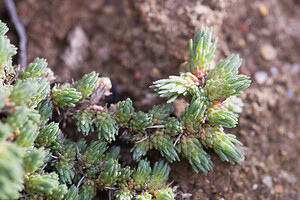 Camphorosma monspeliaca (Amaranthaceae)  - Camphrée de Montpellier Bas-Ampurdan [Espagne] 06/04/2010 - 30m