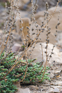 Camphorosma monspeliaca (Amaranthaceae)  - Camphrée de Montpellier Bas-Ampurdan [Espagne] 06/04/2010 - 30m