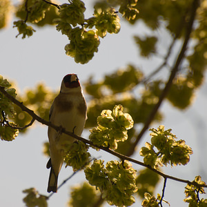 Carduelis carduelis (Fringillidae)  - Chardonneret élégant Haut-Ampurdan [Espagne] 09/04/2010