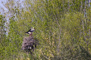 Ciconia ciconia (Ciconiidae)  - Cigogne blanche - White Stork Haut-Ampurdan [Espagne] 09/04/2010