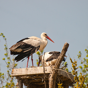 Ciconia ciconia (Ciconiidae)  - Cigogne blanche - White Stork Haut-Ampurdan [Espagne] 09/04/2010