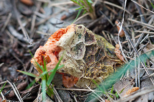 Clathrus ruber (Phallaceae)  - Clathre rouge, Clathre grillagé, Coeur de sorcière, Cage grillagée - Red Cage Bas-Ampurdan [Espagne] 08/04/2010 - 160m